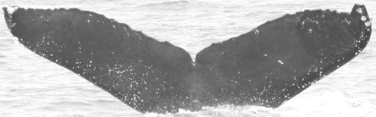 Fluke of CRC-16115