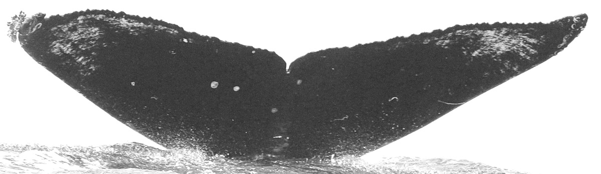 Fluke of CRC-15622