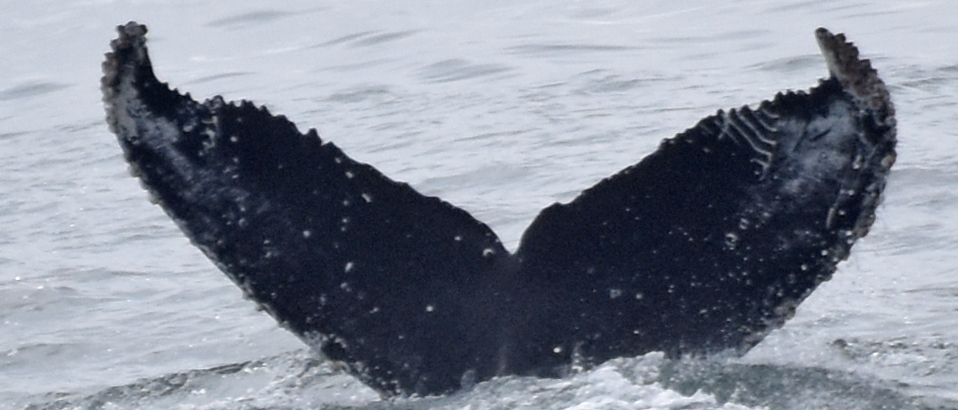 Fluke of Mushu (California)
