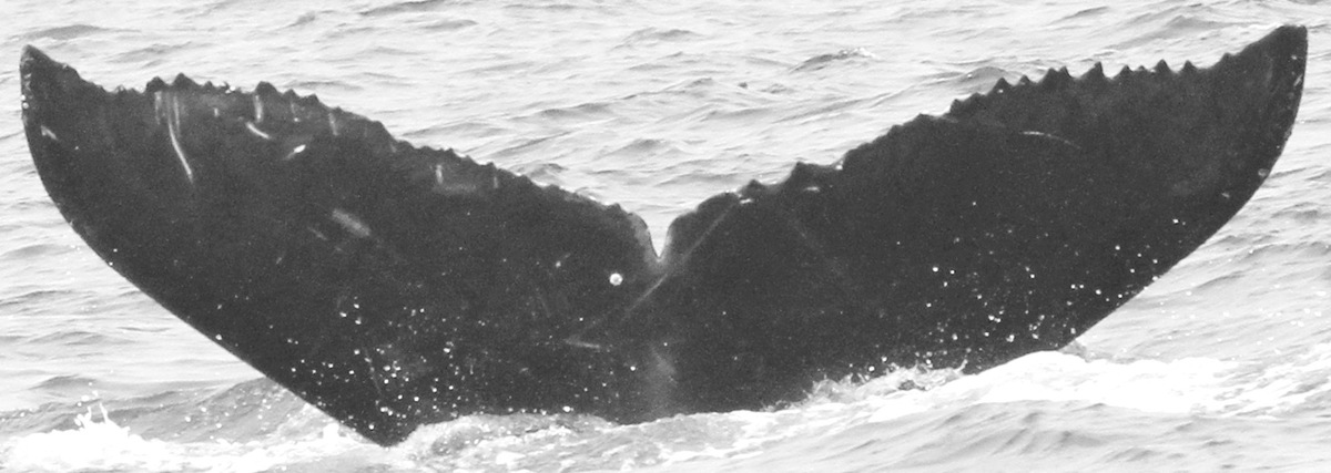 Fluke of CRC-16103