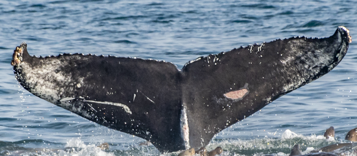 Fluke of CRC-16041