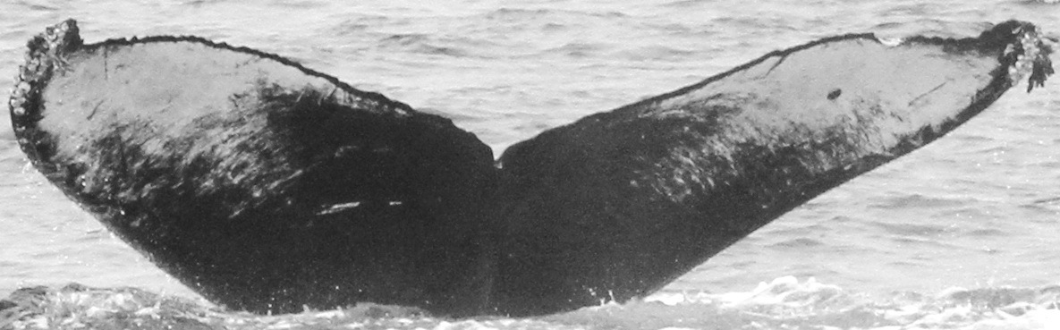 Fluke of Falcor (Salish Sea) aka April (Nicaragua)