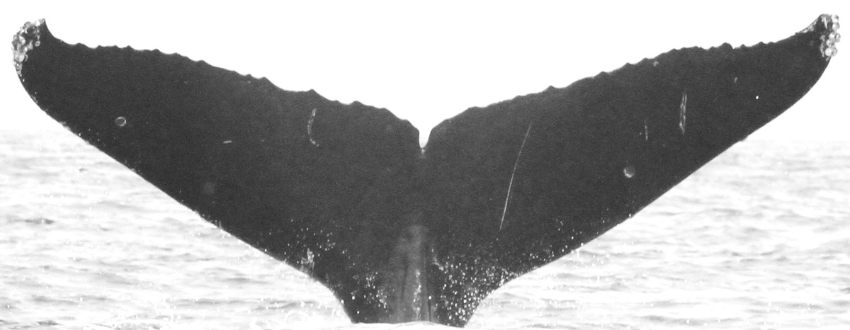 Fluke of CRC-16036
