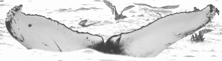 Fluke of CRC-16139