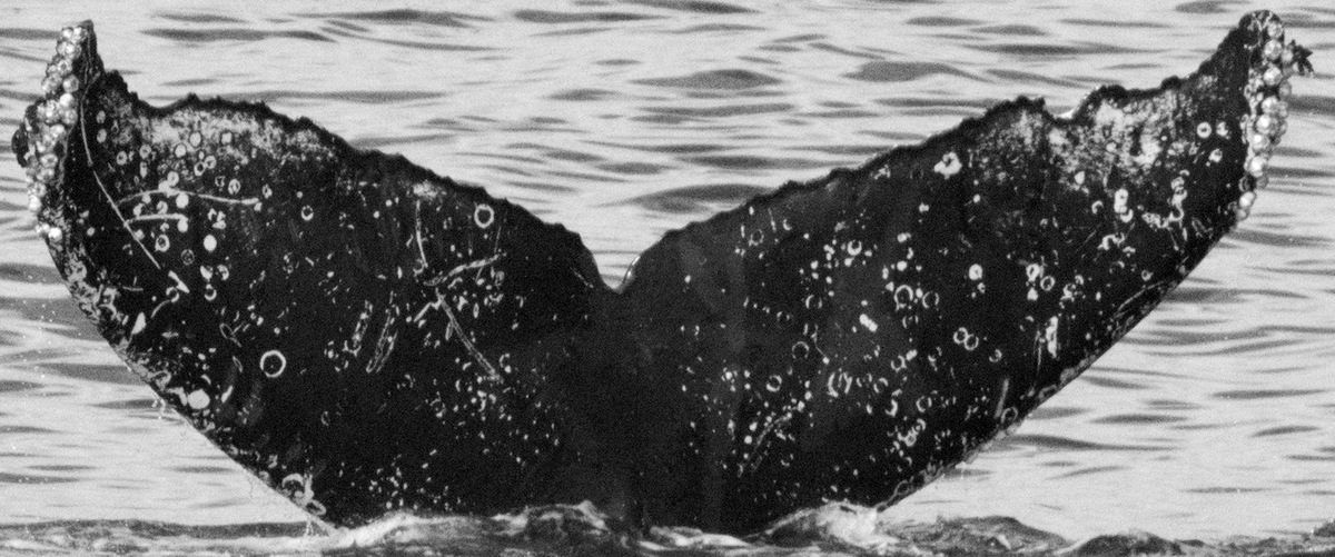 Fluke of CRC-16123