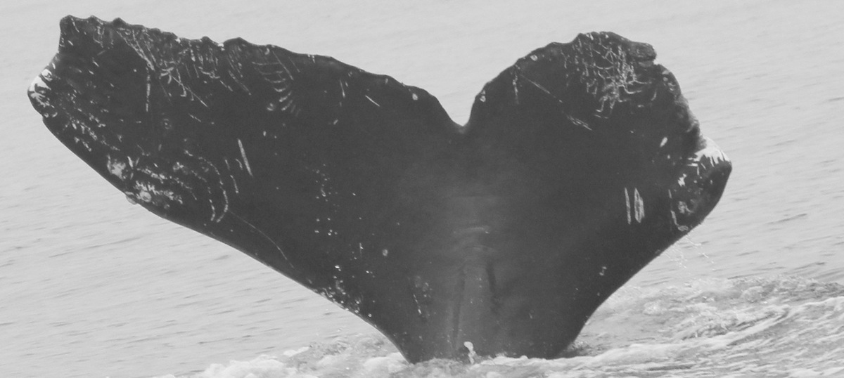 Fluke of CRC-12380