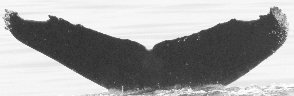 Fluke of CRC-13566