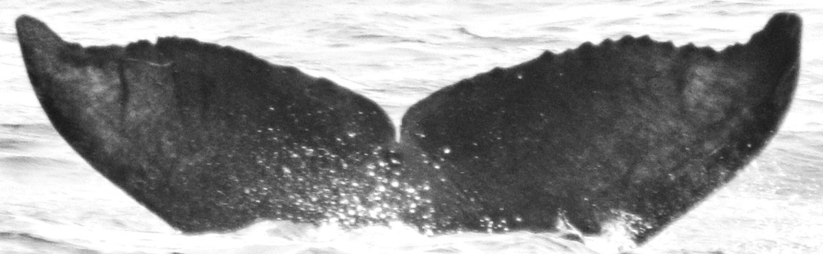 Fluke of Hopper (California)