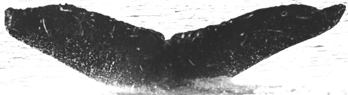 Fluke of Stitch (WA/BC) aka Double Stitch (Northern Vancouver Island)