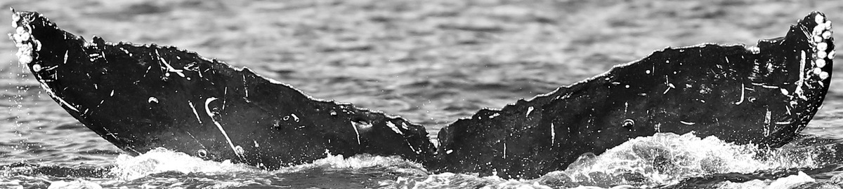 Fluke of Bond (Salish Sea)