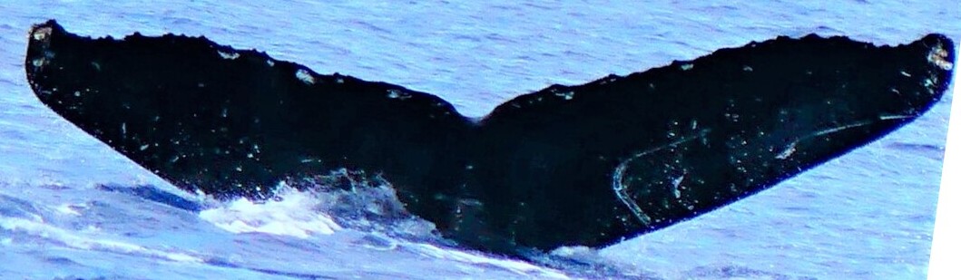 Fluke of CRC-15957