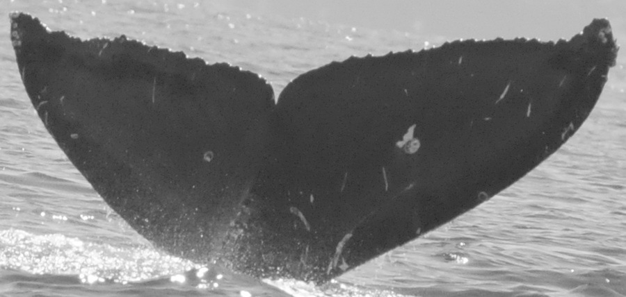 Fluke of CRC-15750