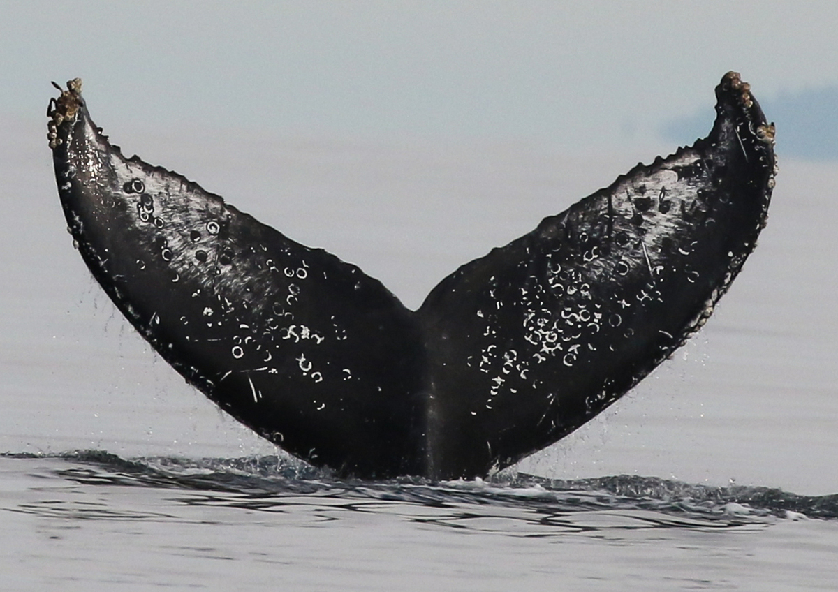 Fluke of Dalmatian (Salish Sea) aka Heathcliff (Clayoquot)