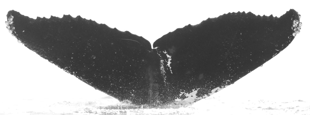Fluke of CRC-15801