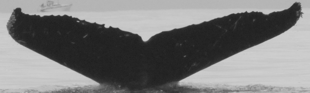 Fluke of Sabre (Salish Sea)