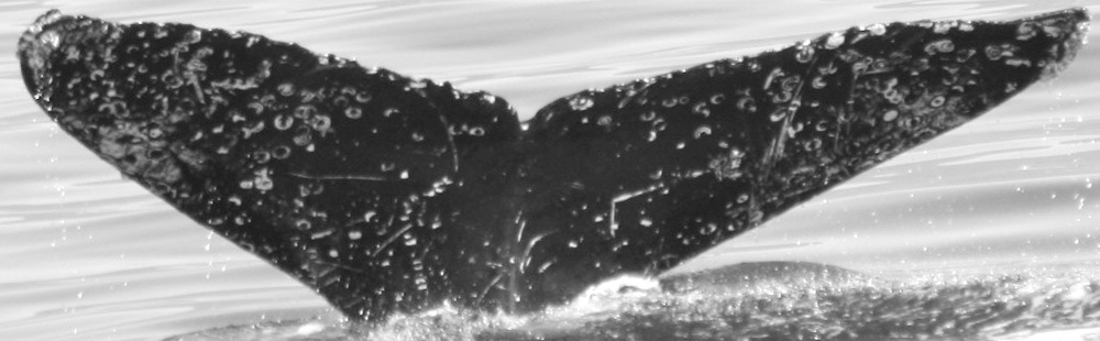 Fluke of CRC-15744