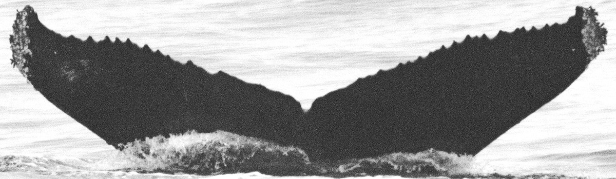 Fluke of Head Banger (California)