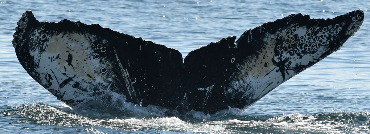 Fluke of SuperNova (Salish Sea)
