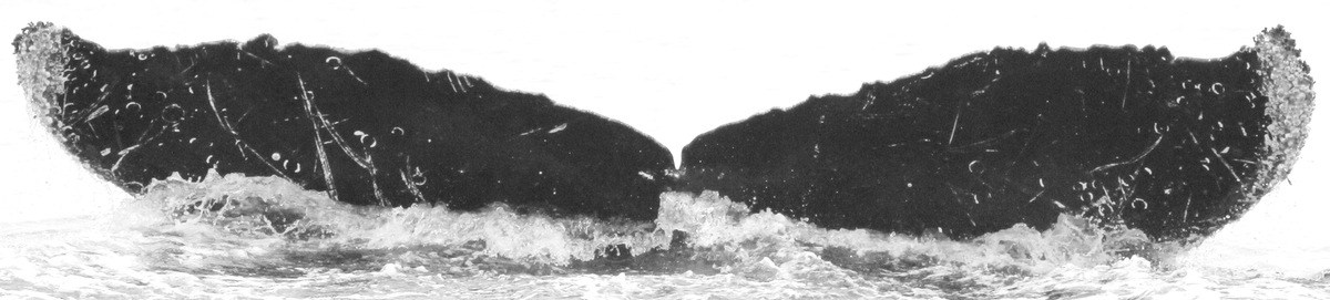 Fluke of CRC-13590