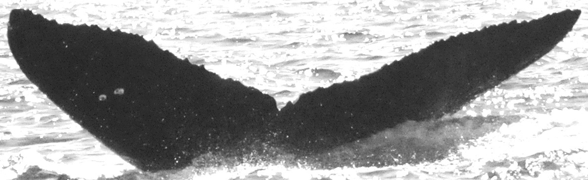 Fluke of Rogue (Salish Sea)