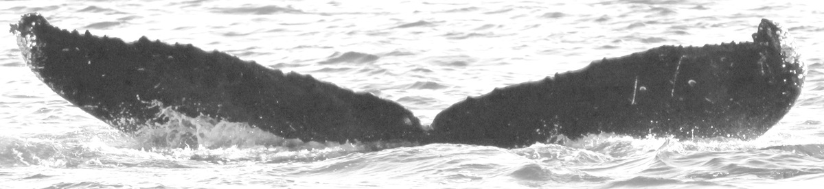 Fluke of CRC-15746