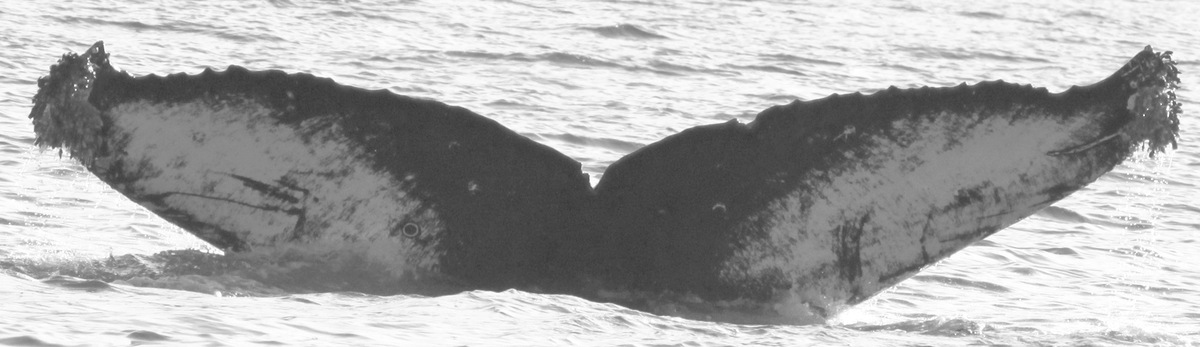 Fluke of Scissorhands (Salish Sea)