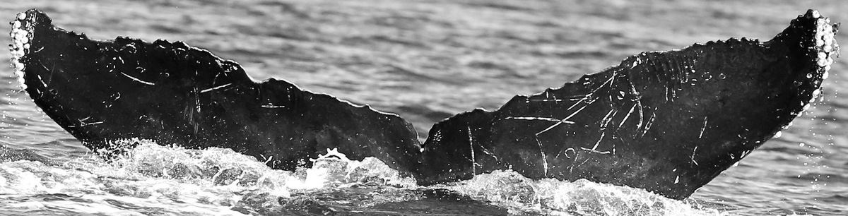 Fluke of Tenor (Salish Sea)