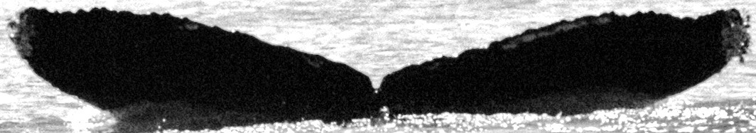 Fluke of CRC-15945