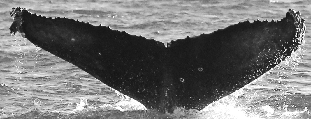 Fluke of CRC-16087