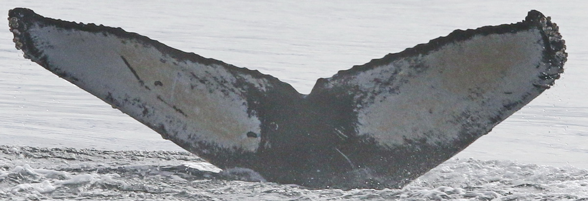 Fluke of Slalom (Salish Sea)