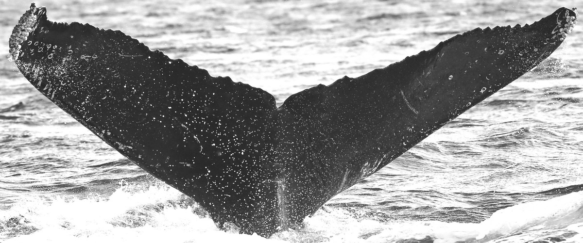 Fluke of Mensa (Salish Sea)
