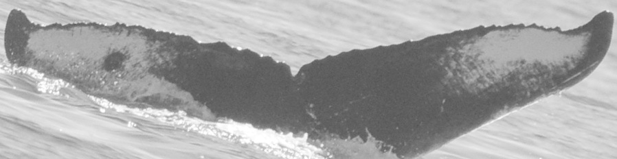 Fluke of Wolf Eel (Salish Sea)