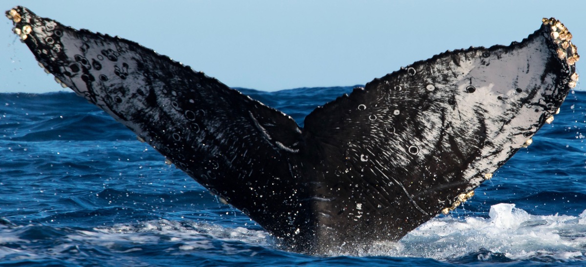 Fluke of CRC-15739