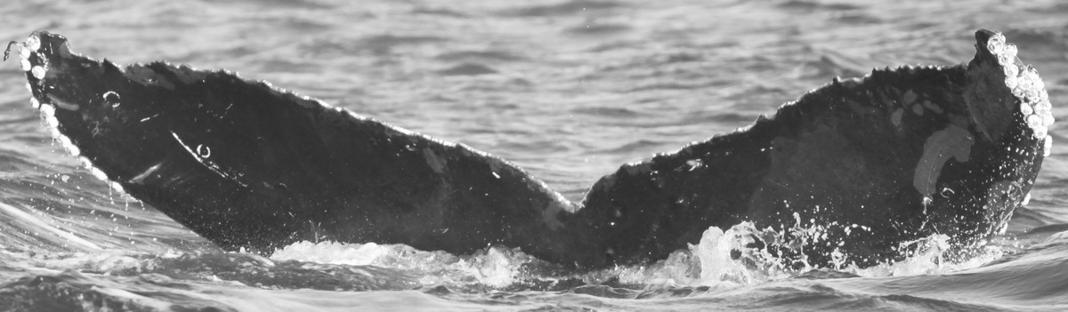 Fluke of Puck (British Columbia)