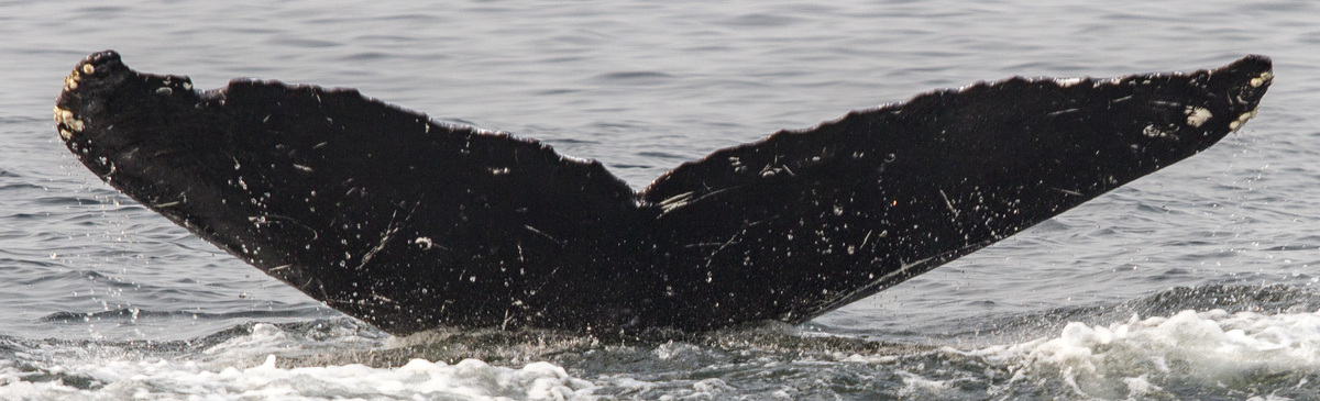 Fluke of Voodoo (Salish Sea)