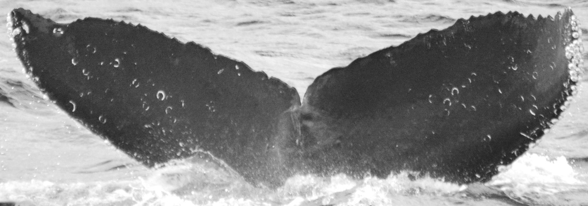 Fluke of Raccoon (Salish Sea)