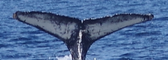 Fluke of Goggles (Salish Sea)