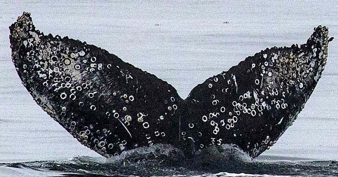 Fluke of Seltzer (Salish Sea)