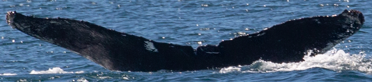 Fluke of CRC-19892