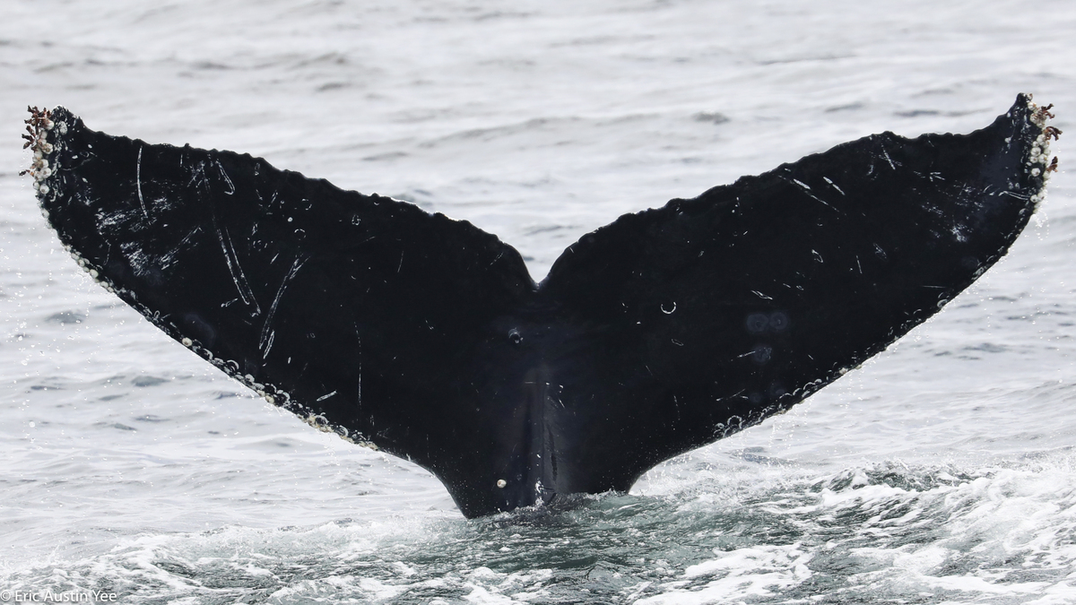 Fluke of CRC-11845