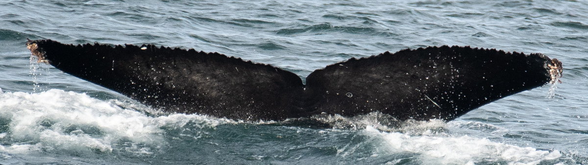 Fluke of Gacho (California)