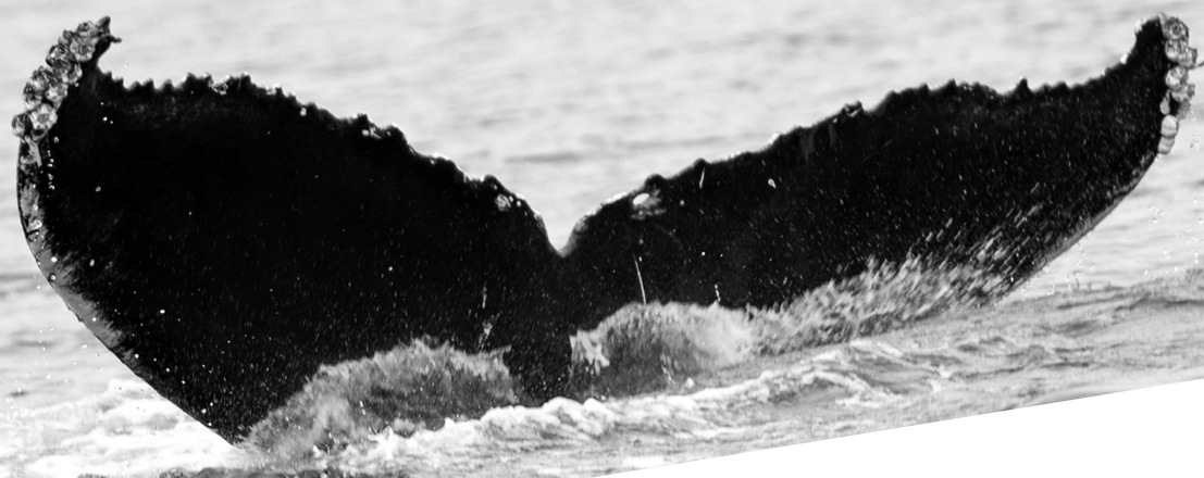 Fluke of Prowler (Salish Sea) aka Baker (MERS)