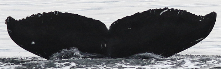 Fluke of CRC-19889