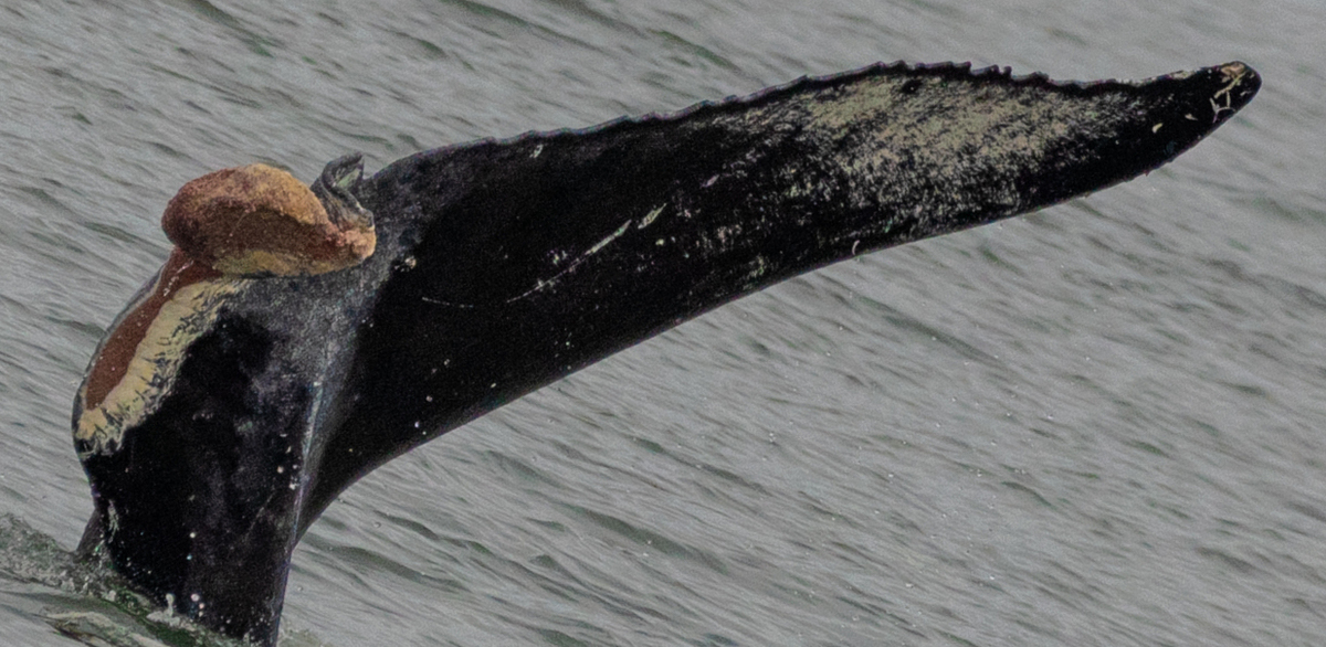 Fluke of Zindigo aka Schooner (Salish Sea)