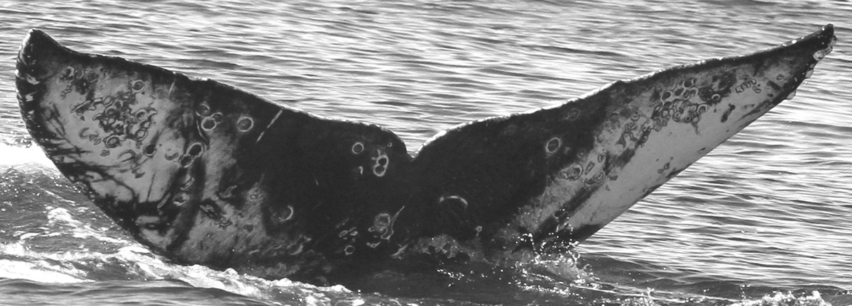Fluke of CRC-15789