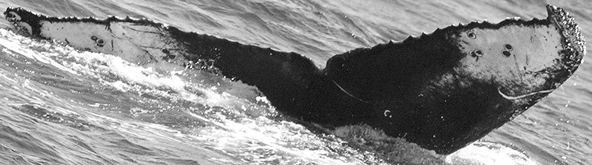 Fluke of CRC-15599