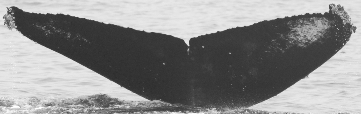 Fluke of CRC-16104