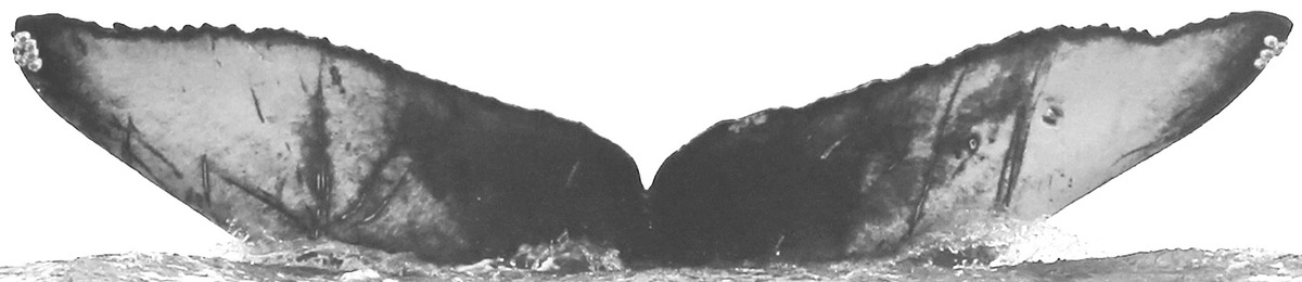 Fluke of MJ (Salish Sea)