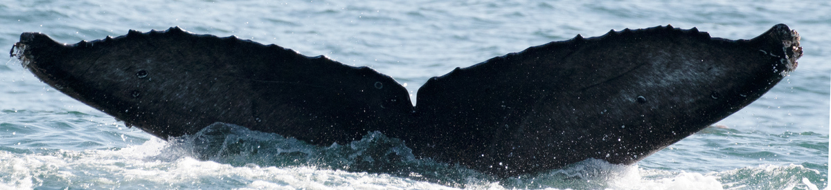 Fluke of 2020-2021 calf of CRC-10591