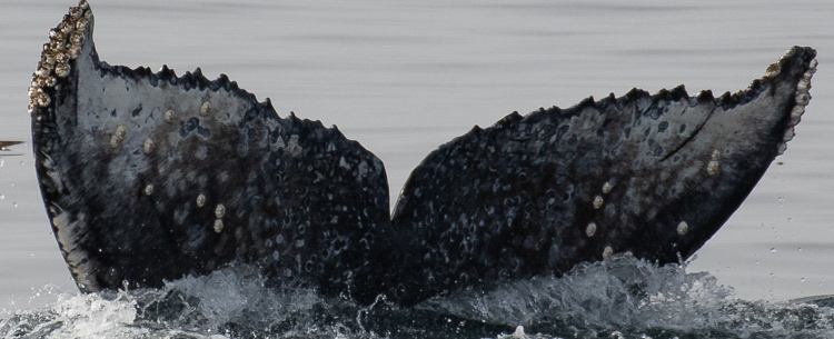 Fluke of Capella (Salish Sea)
